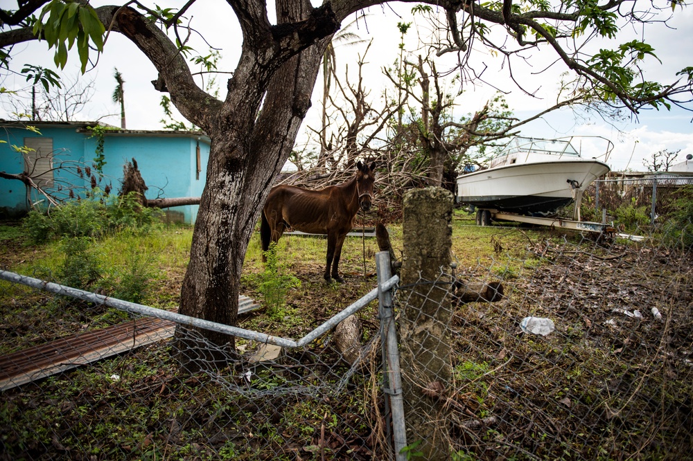 Hurricane Maria: Food and Water Distribution in Humacao