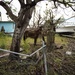 Hurricane Maria: Food and Water Distribution in Humacao