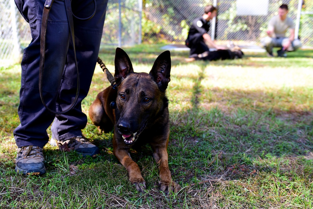 East Coast Iron Dog Competition