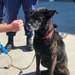 Coast Guard rescues dog in Lake Pontchartrain