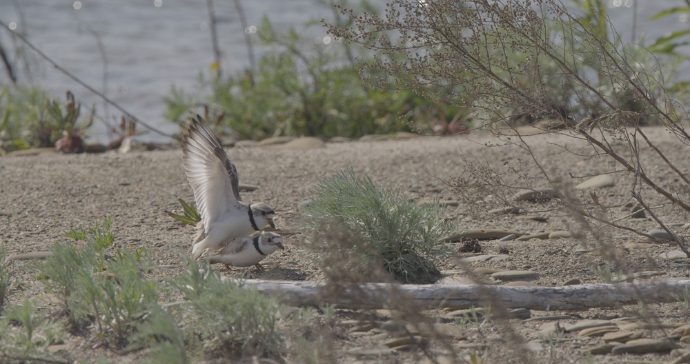 Piping Plovers Mating