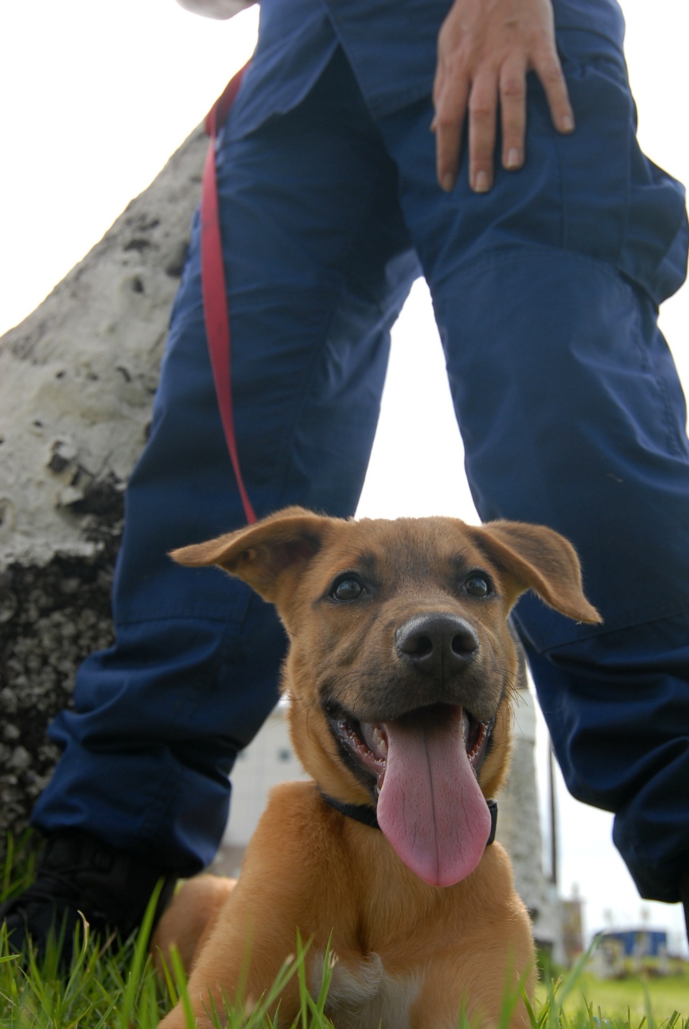 Coast Guard reservist adopts puppy rescued from Hurricane Maria