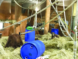 Quantico Fire and Emergency Services put old hoses to work in community