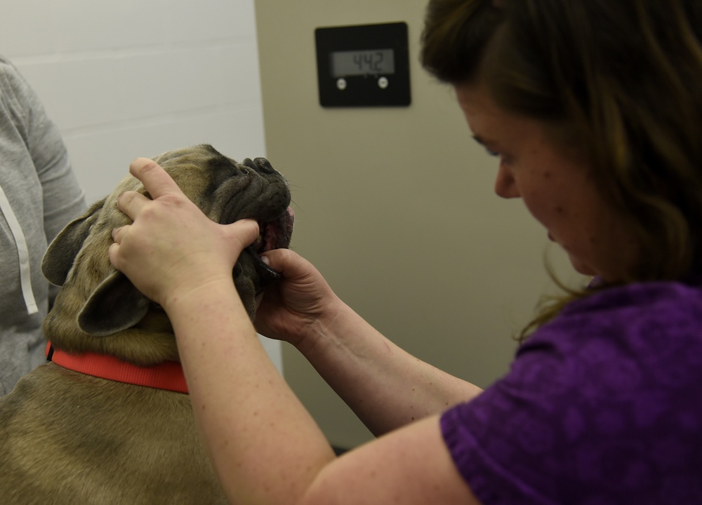 McConnell Veterinary Clinic gives paw-some care