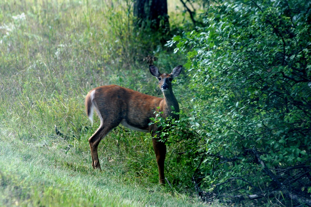 2017 gun-deer season to be Nov. 18-26 at Fort McCoy
