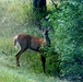 2017 gun-deer season to be Nov. 18-26 at Fort McCoy