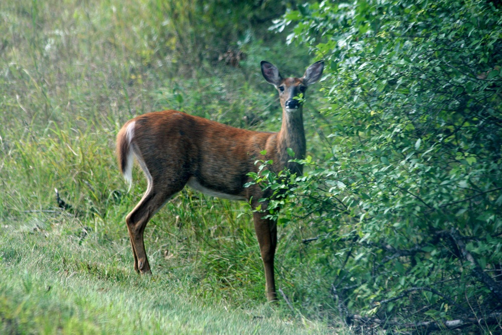 2017 gun-deer season to be Nov. 18-26 at Fort McCoy