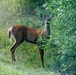 2017 gun-deer season to be Nov. 18-26 at Fort McCoy