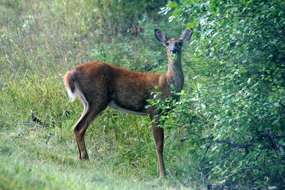 2017 gun-deer season to be Nov. 18-26 at Fort McCoy