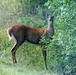 2017 gun-deer season to be Nov. 18-26 at Fort McCoy