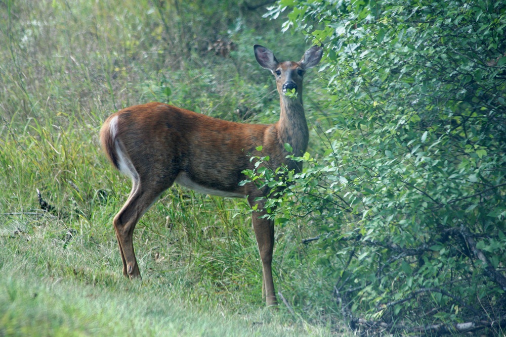 2017 gun-deer season to be Nov. 18-26 at Fort McCoy