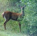 2017 gun-deer season to be Nov. 18-26 at Fort McCoy