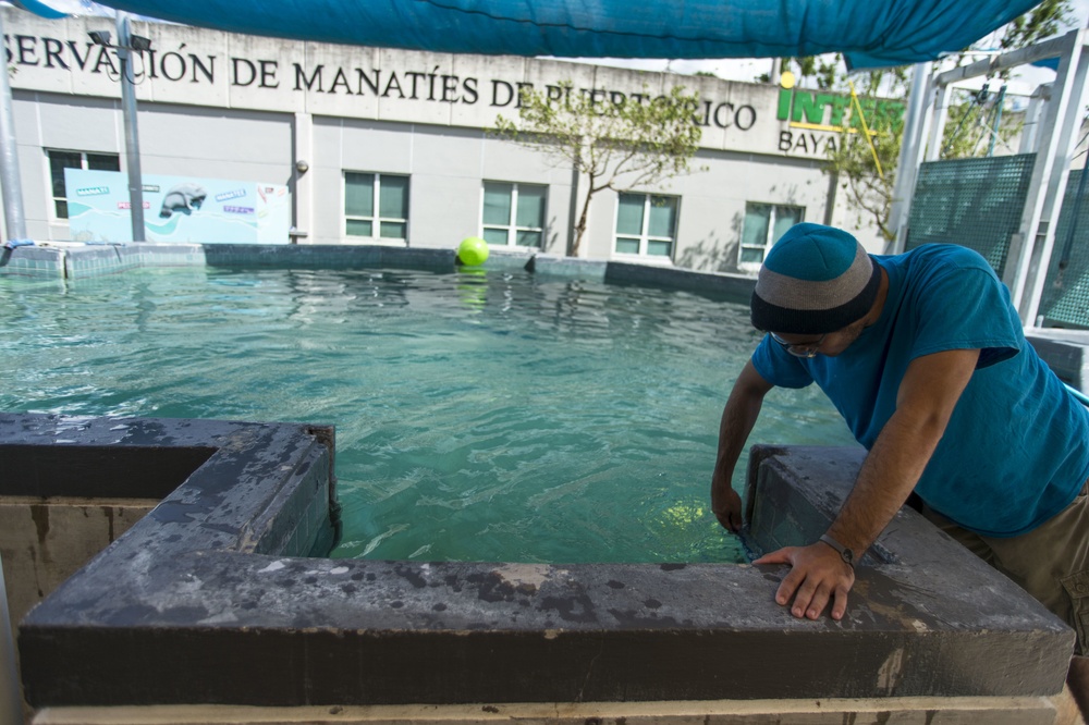 Hurricane Maria: Manatee Conservation