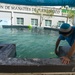 Hurricane Maria: Manatee Conservation