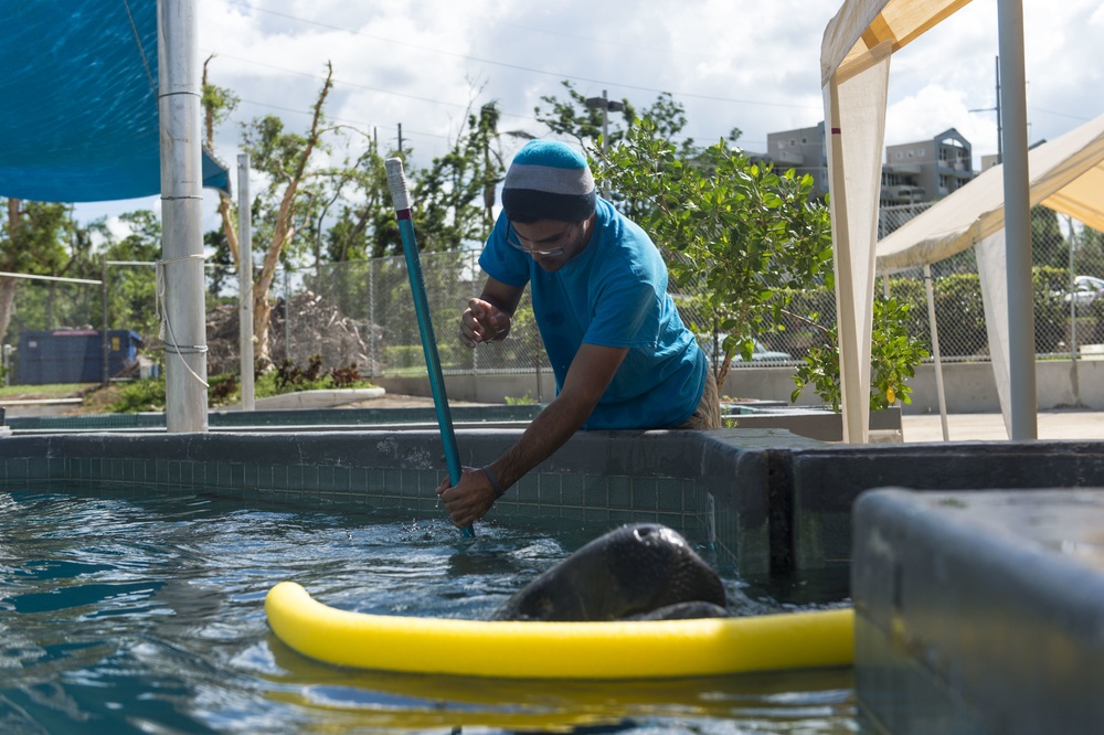 Hurricane Maria: Manatee Conservation