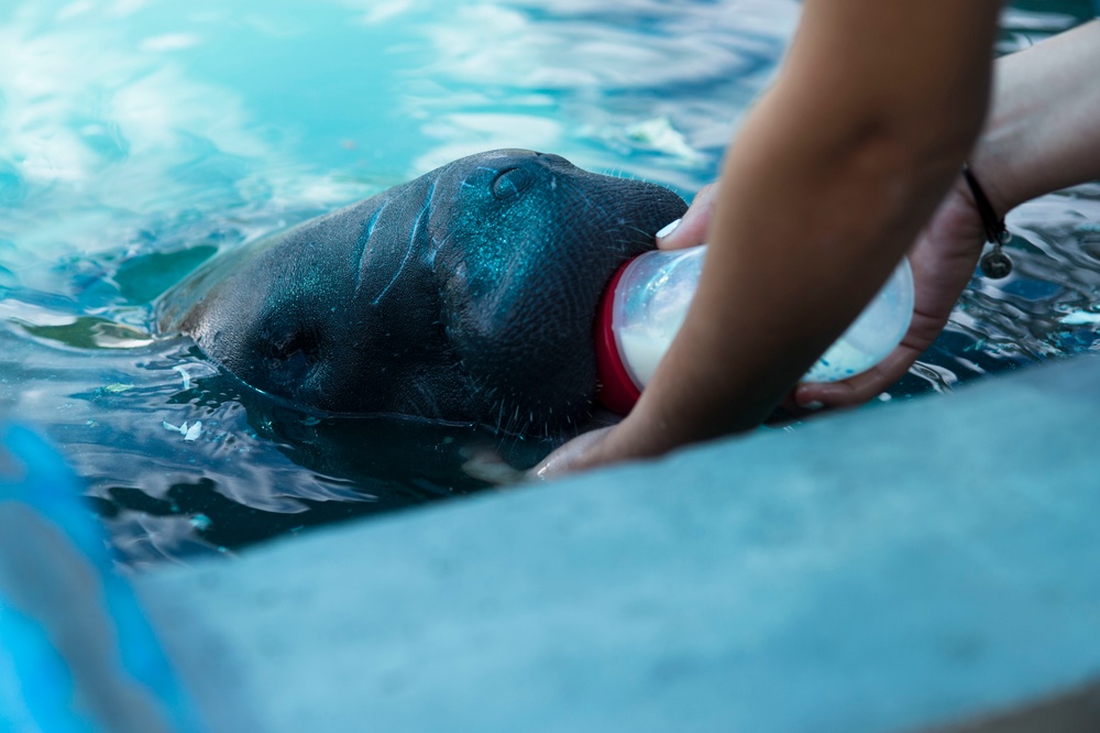 Hurricane Maria: Manatee Conservation