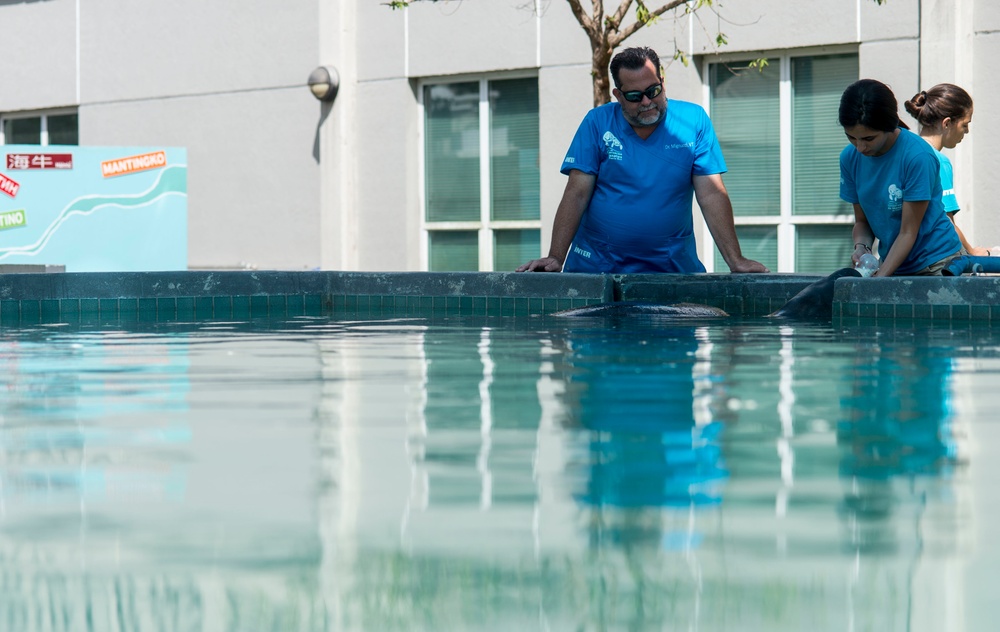 Hurricane Maria: Manatee Conservation