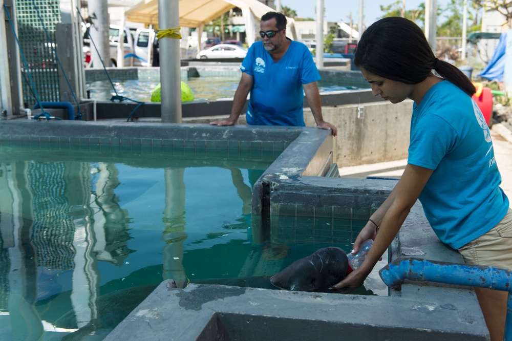 Hurricane Maria: Manatee Conservation