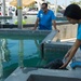 Hurricane Maria: Manatee Conservation