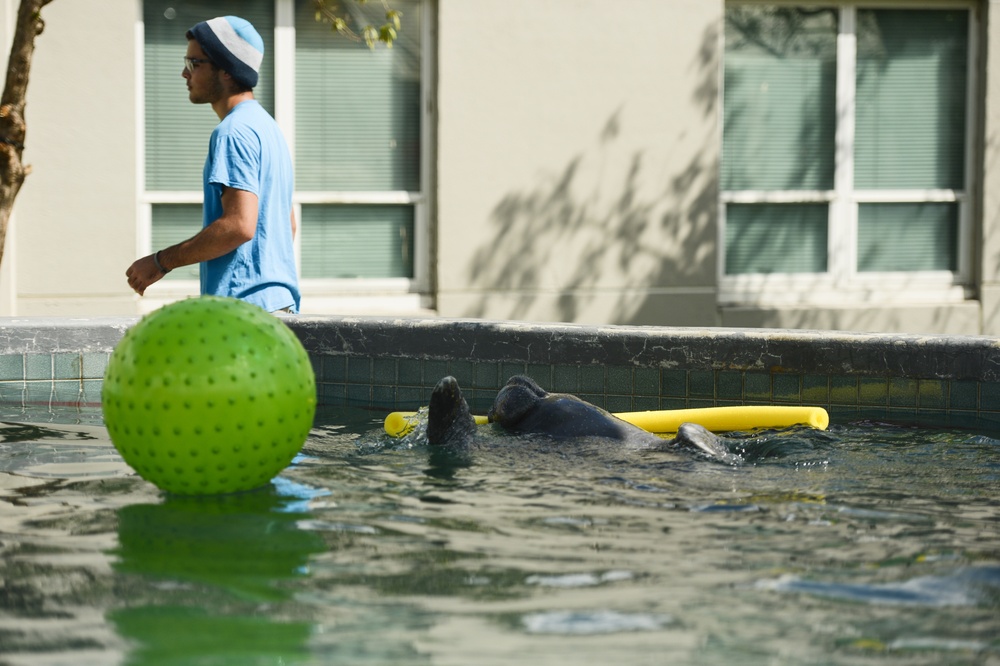 Hurricane Maria: Manatee Conservation Center