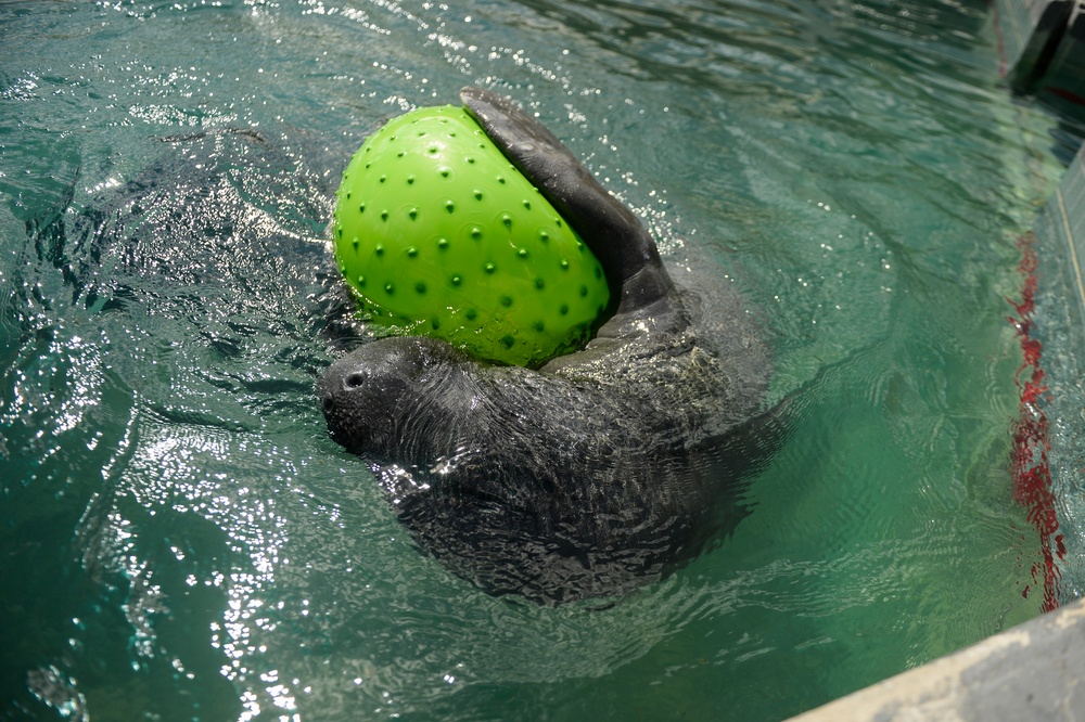 Hurricane Maria: Manatee Conservation Center