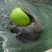 Hurricane Maria: Manatee Conservation Center