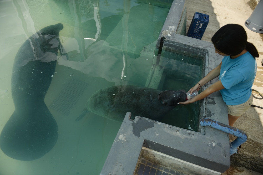 Hurricane Maria: Manatee Conservation Center