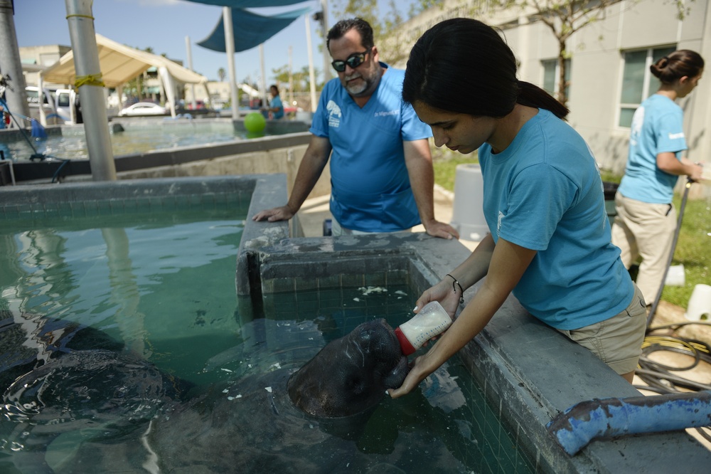 Hurricane Maria: Manatee Conservation Center