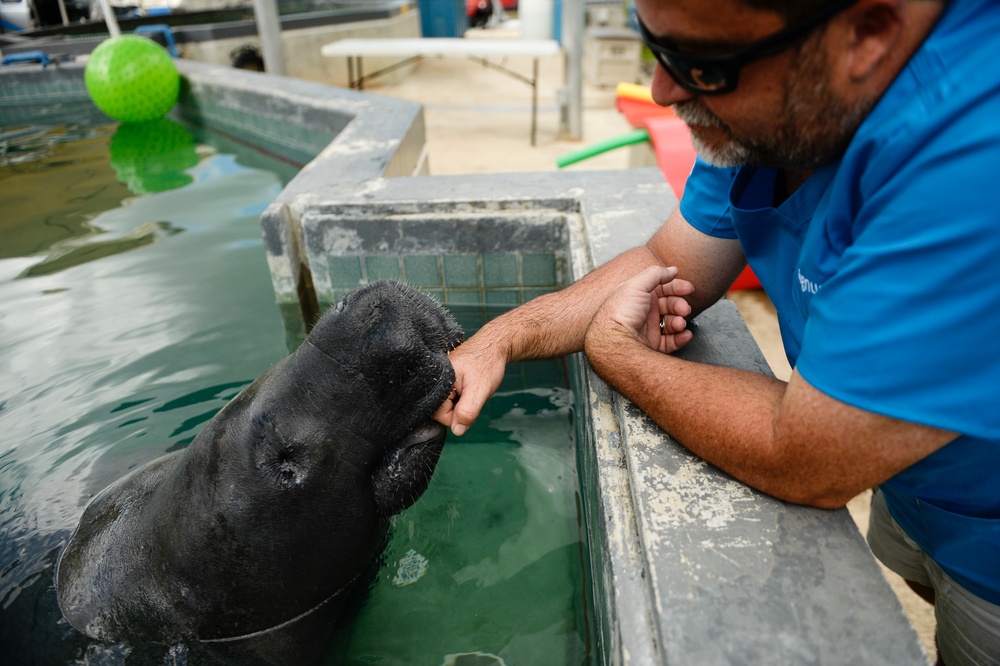 Hurricane Maria: Manatee Conservation Center