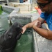 Hurricane Maria: Manatee Conservation Center