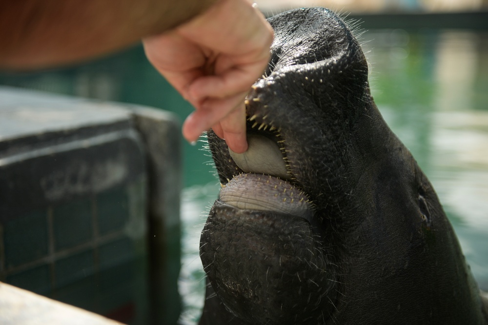 Hurricane Maria: Manatee Conservation Center