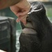 Hurricane Maria: Manatee Conservation Center