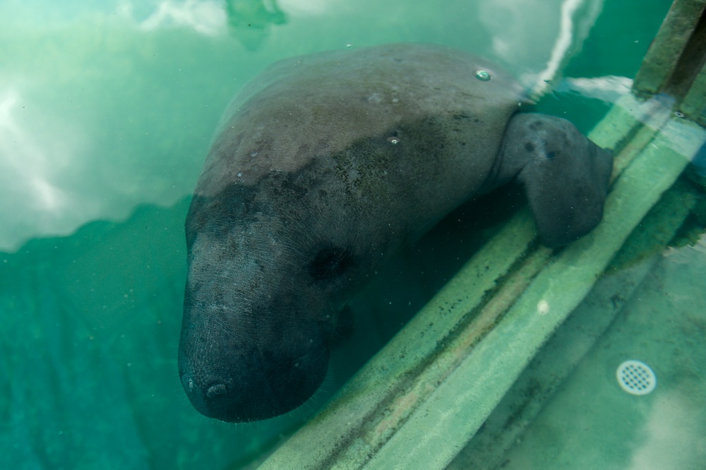 Hurricane Maria: Manatee Conservation Center