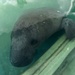 Hurricane Maria: Manatee Conservation Center