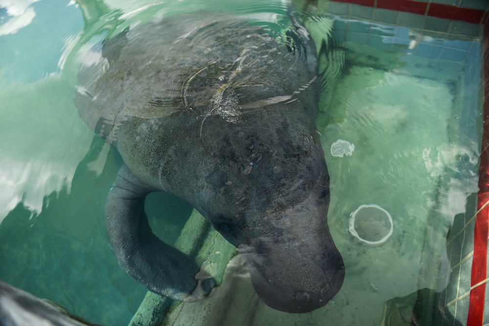 Hurricane Maria: Manatee Conservation Center