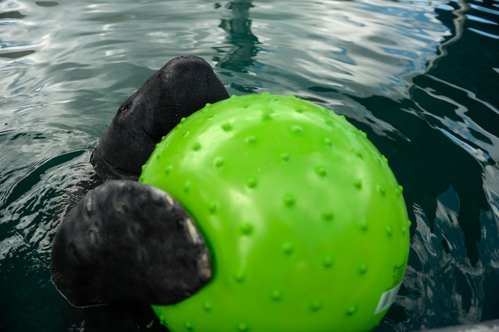 Hurricane Maria: Manatee Conservation Center