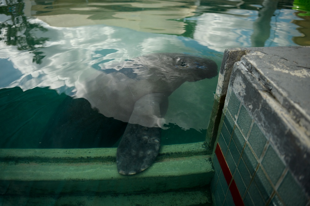 Hurricane Maria: Manatee Conservation Center