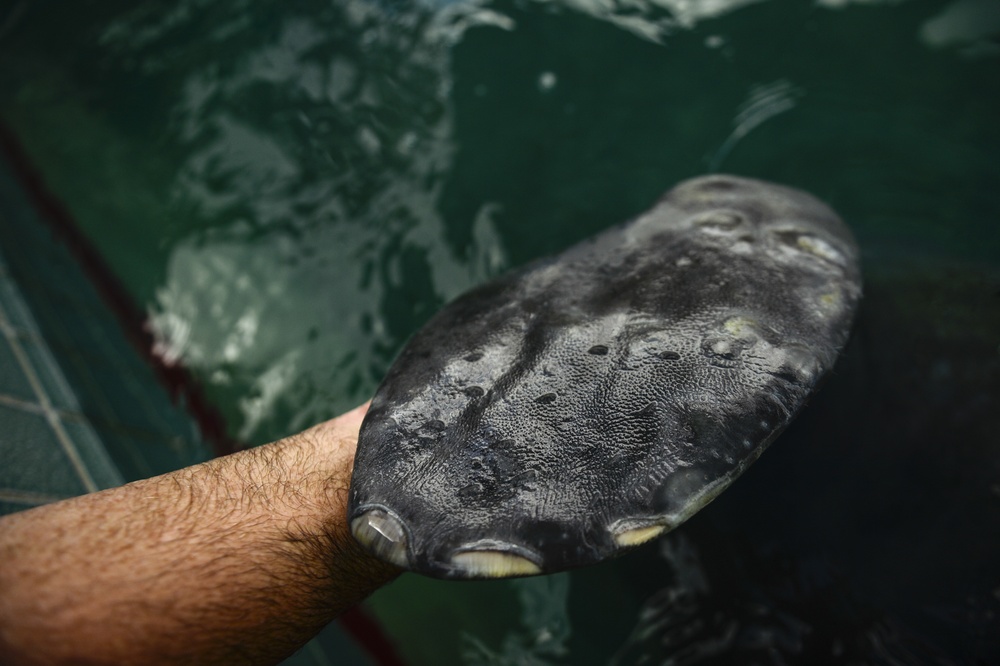 Hurricane Maria: Manatee Conservation Center