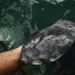 Hurricane Maria: Manatee Conservation Center