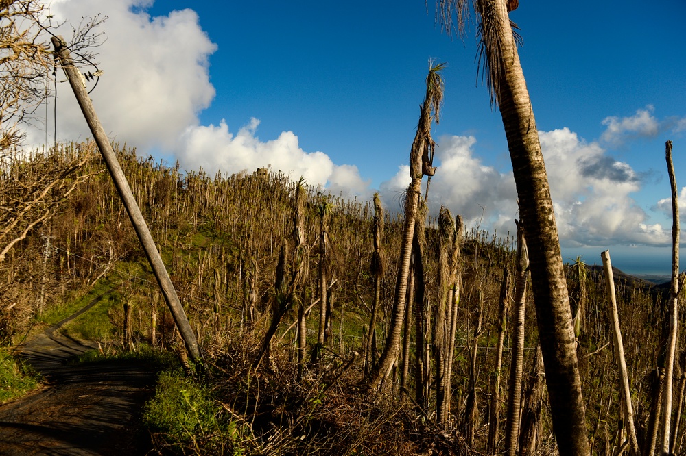 Hurricane Maria: El Yunque National Forest