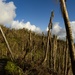 Hurricane Maria: El Yunque National Forest