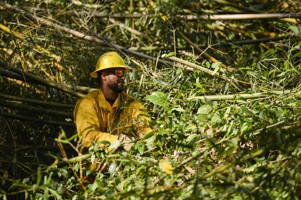 Hurricane Maria: El Yunque National Forest