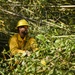 Hurricane Maria: El Yunque National Forest