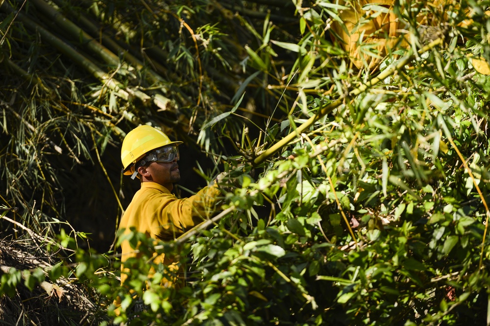 Hurricane Maria: El Yunque National Forest