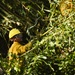 Hurricane Maria: El Yunque National Forest