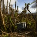 Hurricane Maria: El Yunque National Forest