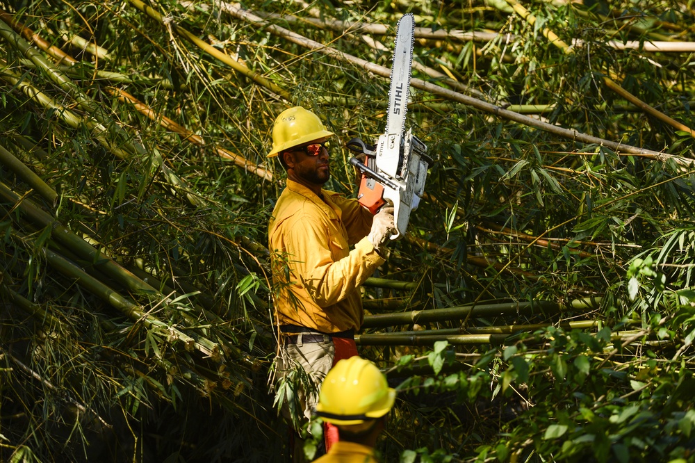 Hurricane Maria: El Yunque National Forest