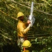 Hurricane Maria: El Yunque National Forest