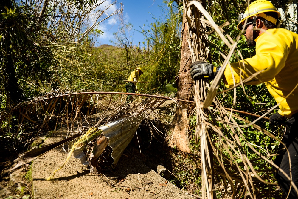 Hurricane Maria: El Yunque National Forest