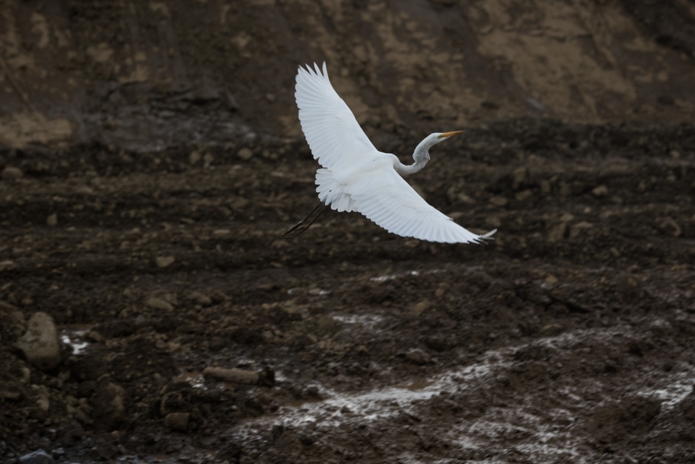 Egret Takes Flight at USACE Emergency Levee Project, Puerto Rico